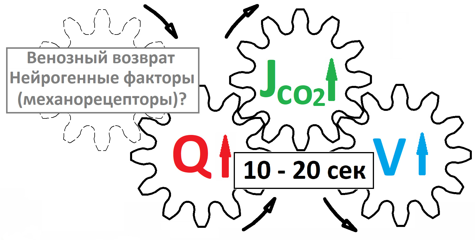             Математические модели регуляции вентиляции легких и газообмена у человека при физических нагрузках
    