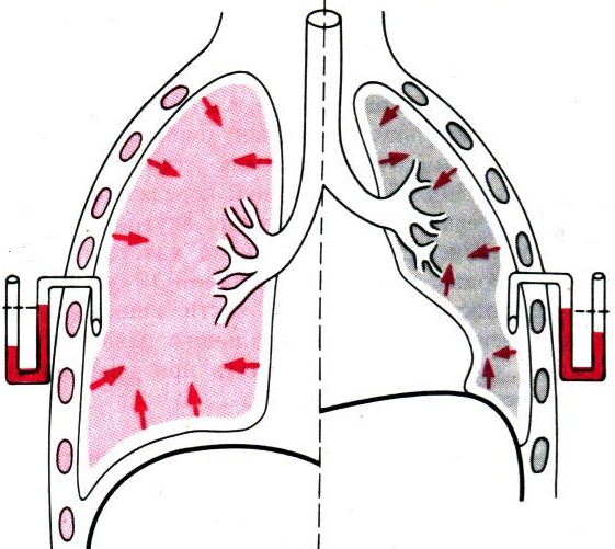             Математическое моделирование газообмена человека и исследование регуляции вентиляции легких при физических нагрузках
    