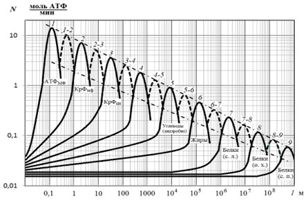             Программирование тренировочной нагрузки в шоссейном велоспорте на основе интегративного анализа биоэнергетических механизмов энергообеспечения
    