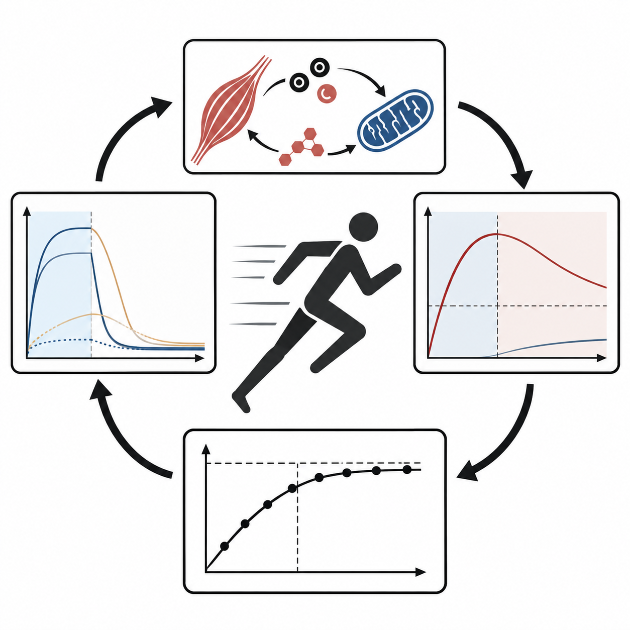                         Towards a mathematical theory of athletic training. Part 3. The theory of adaptation of energy metabolism to physical loads by Nikolai Ivanovich Volkov
            